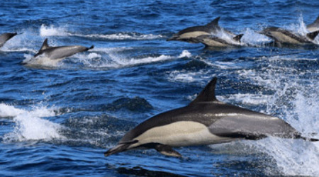 Whale Watching & Marine Safari Gansbaai